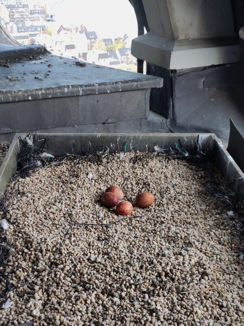 Stevens Skystories - GCKV6030-809x1080