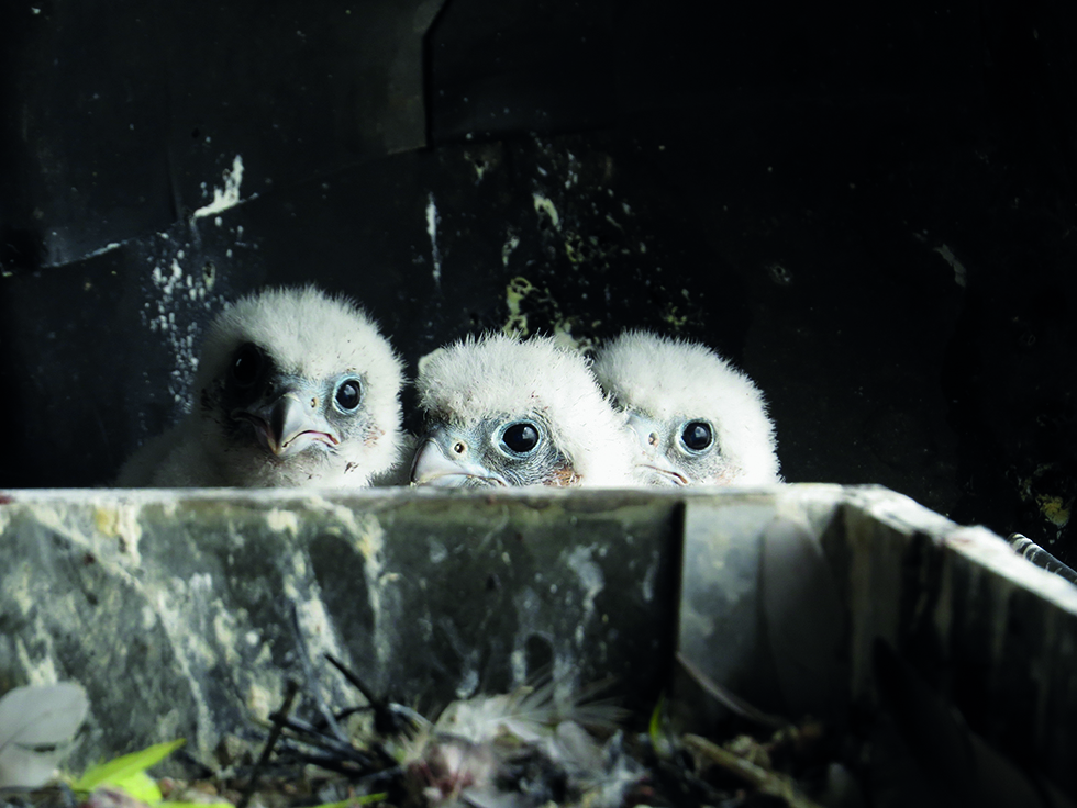 Stevens Skystories - IMG_5408_groot