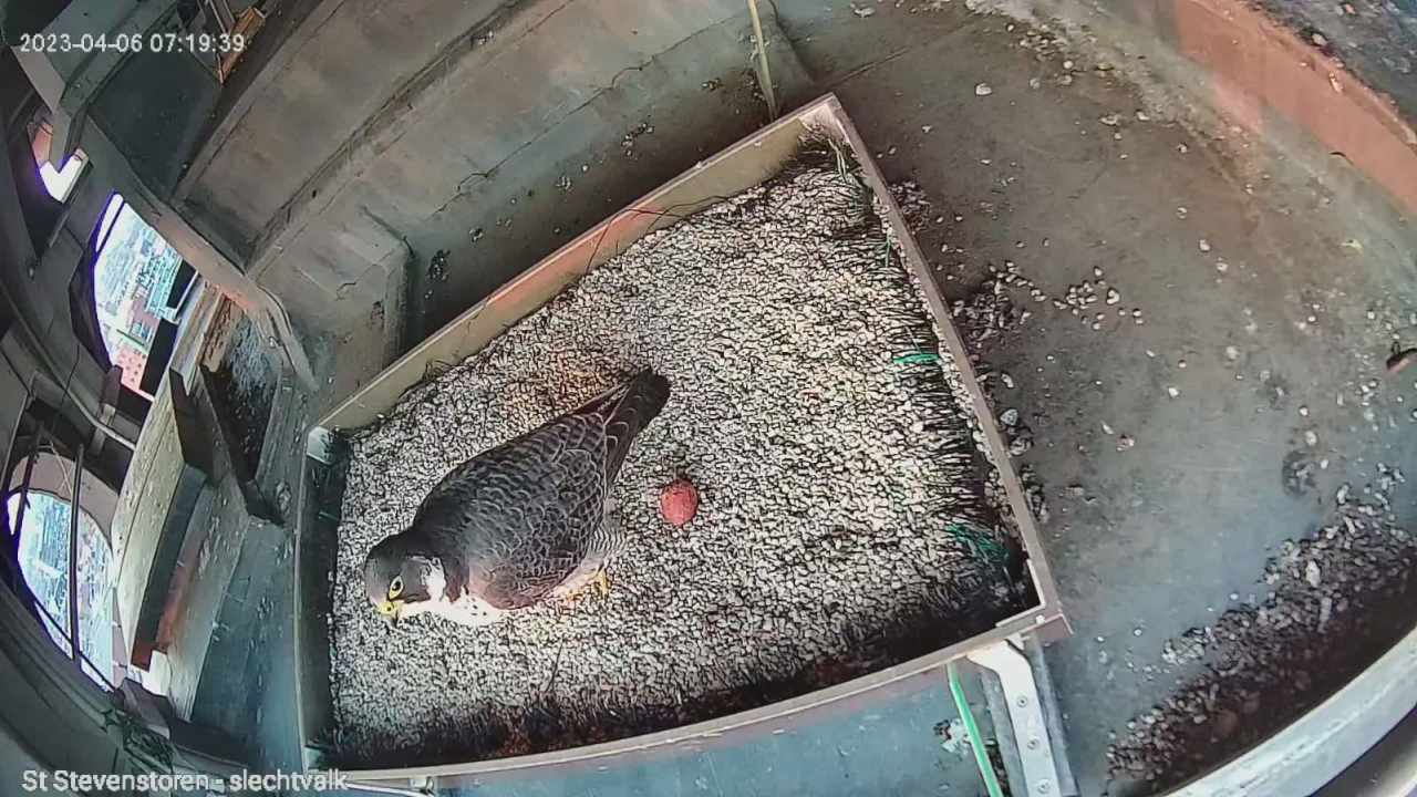 Stevens Skystories - slechtvalk_joep-van-belkom-1280x720